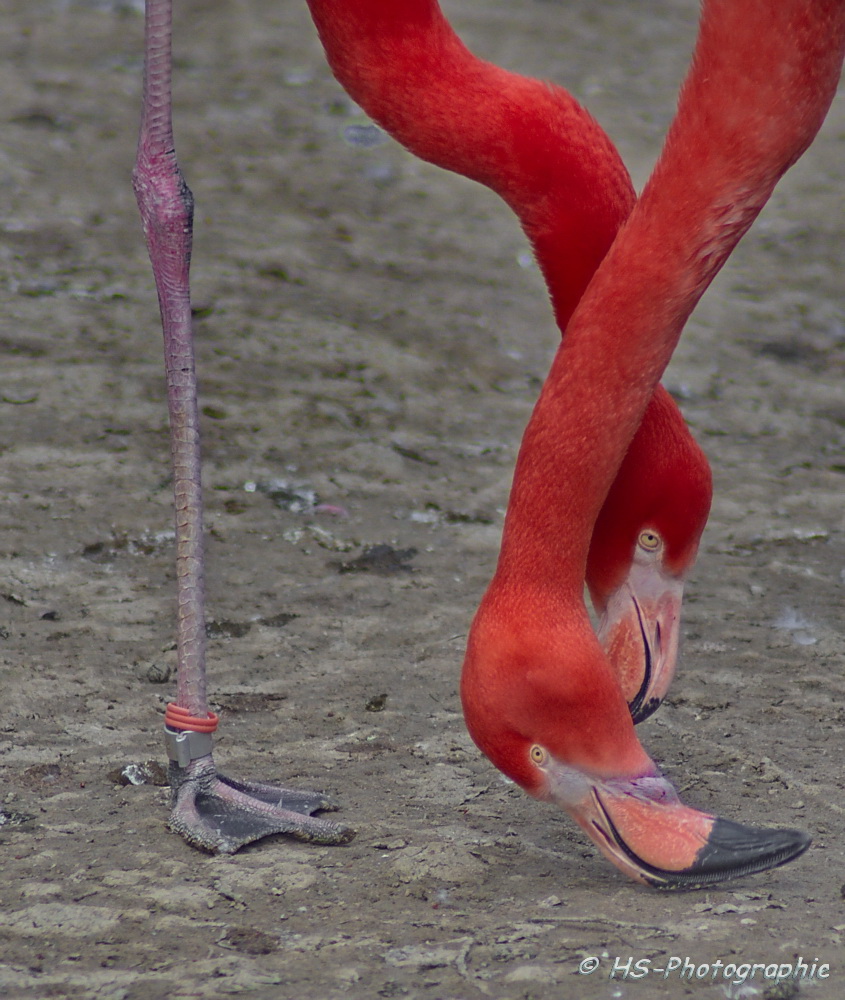 Roter Flamingo