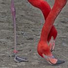 Roter Flamingo