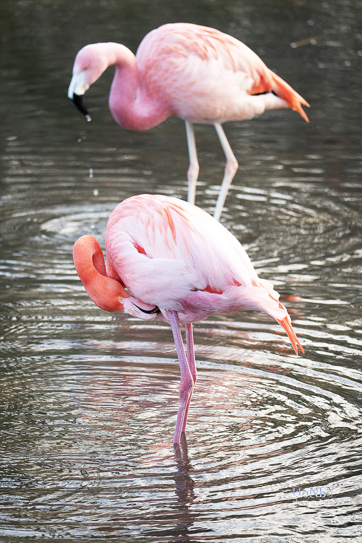 Roter Flamingo duo