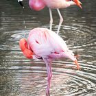 Roter Flamingo duo