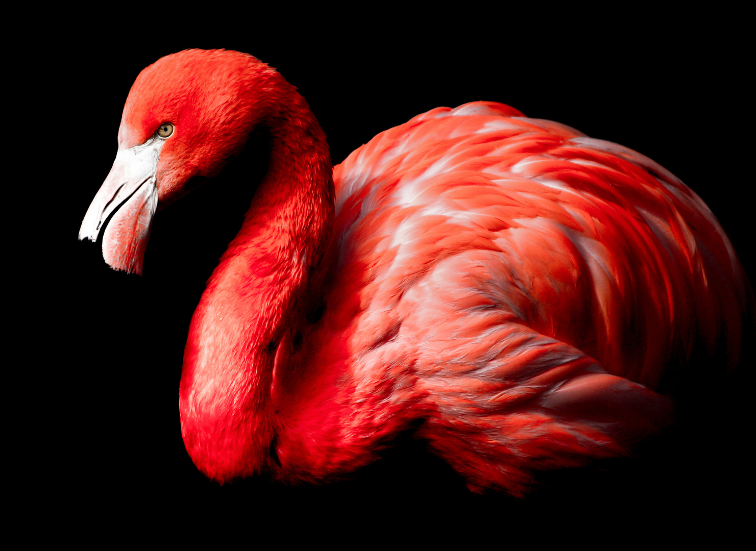 Roter Flamingo