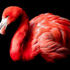 Roter Flamingo