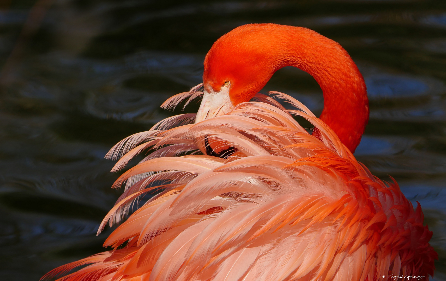 roter Flamingo im Sonnenlicht