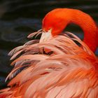roter Flamingo im Sonnenlicht