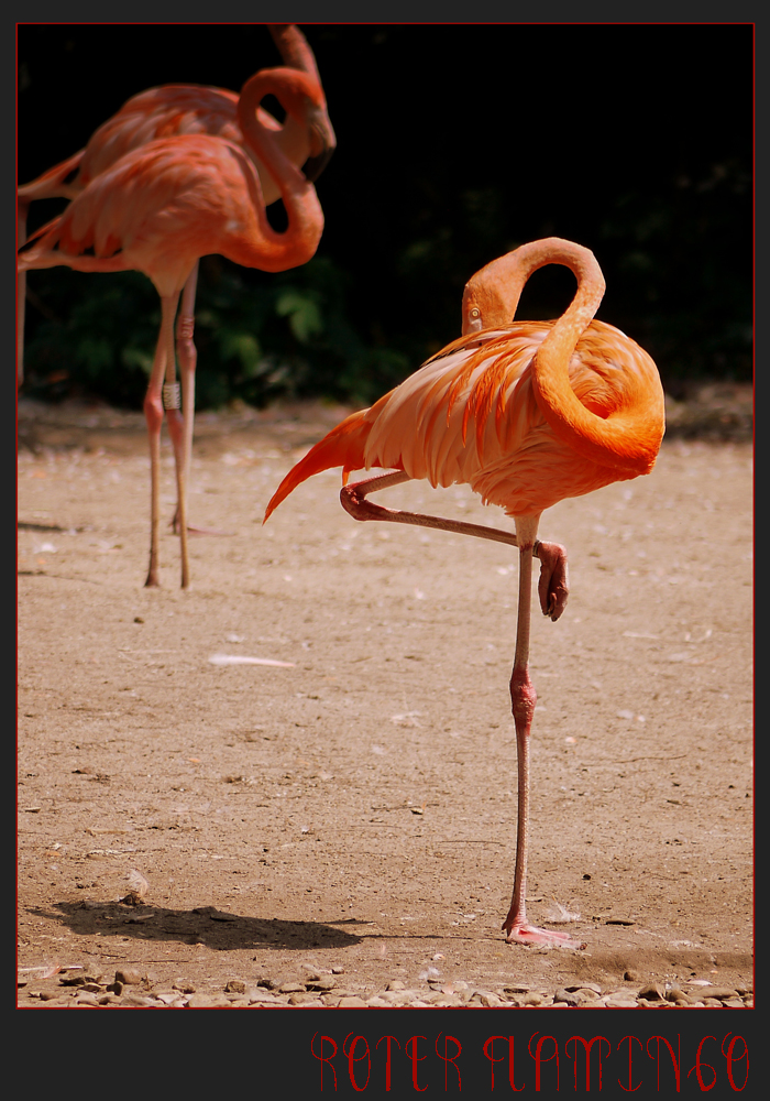 Roter Flamingo (Kuba-Flamingo)