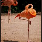 Roter Flamingo (Kuba-Flamingo)