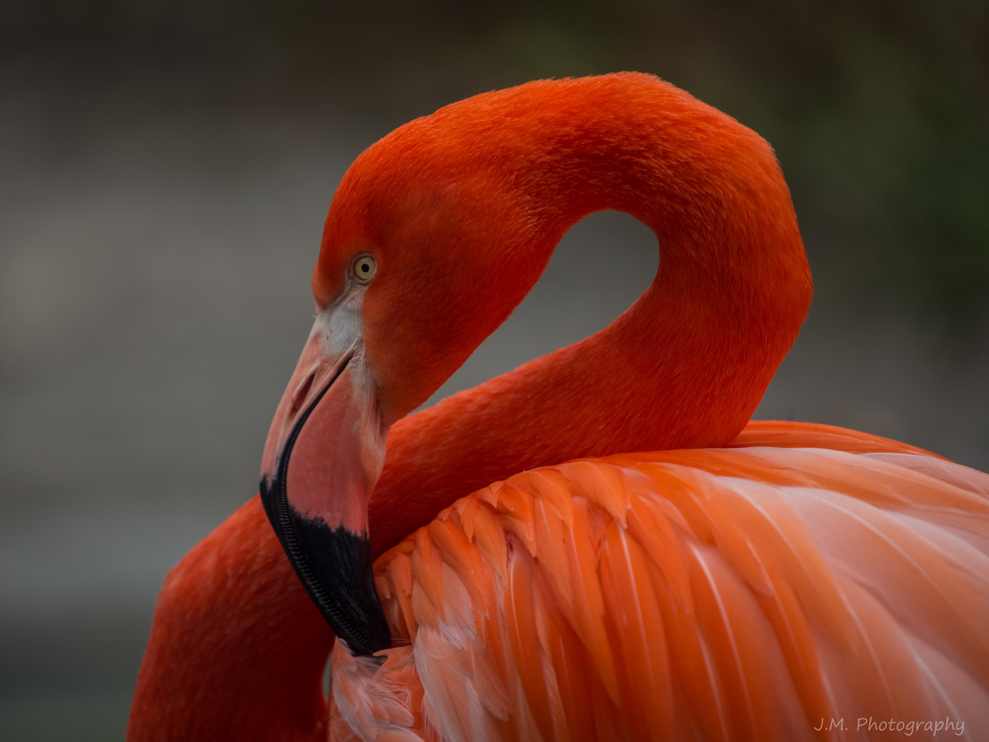 Roter Flamingo (Phoenicopterus ruber)