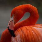 Roter Flamingo (Phoenicopterus ruber)