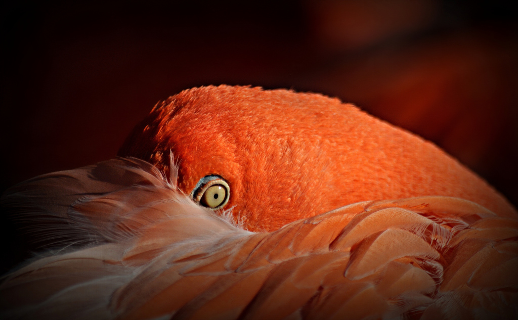 Roter Flamingo ( Phoenicopterus ruber ruber )