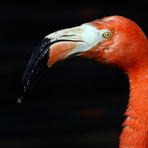 Roter Flamingo -Porträt