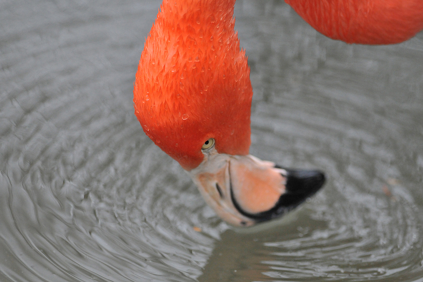 Roter Flamingo-Schlurf