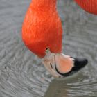 Roter Flamingo-Schlurf