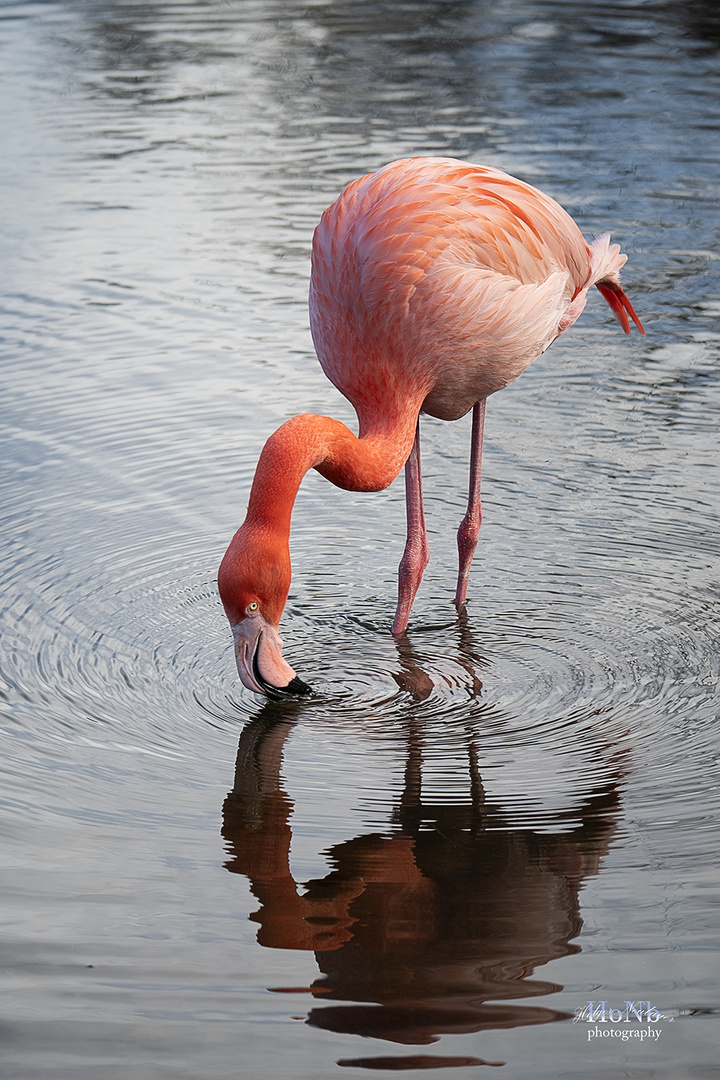 Roter Flamingo solo