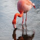 Roter Flamingo solo
