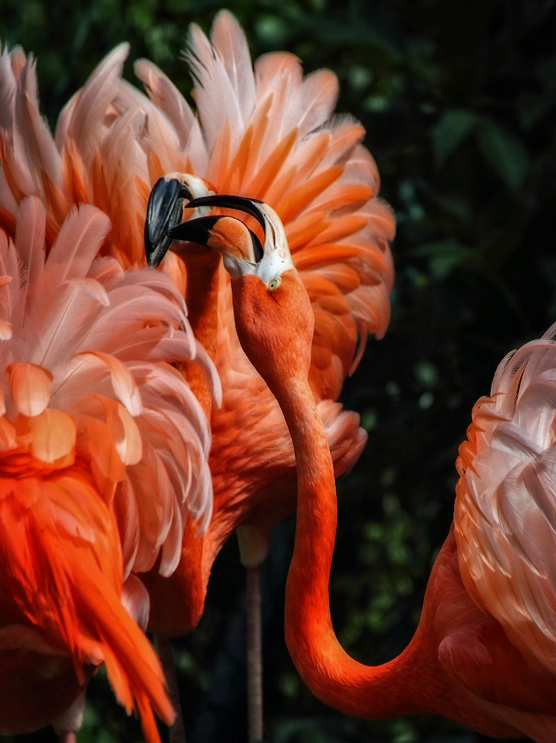 Roter Flamingo - Streit