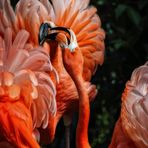 Roter Flamingo - Streit