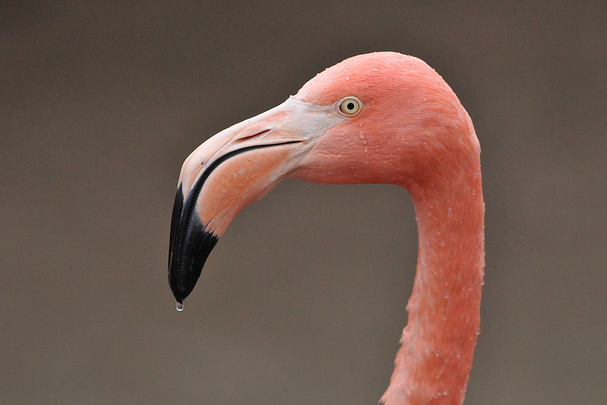 Roter Flamingo-Tropfschnabel