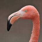 Roter Flamingo-Tropfschnabel