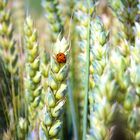 Roter Fleck allein auf weiter Flur