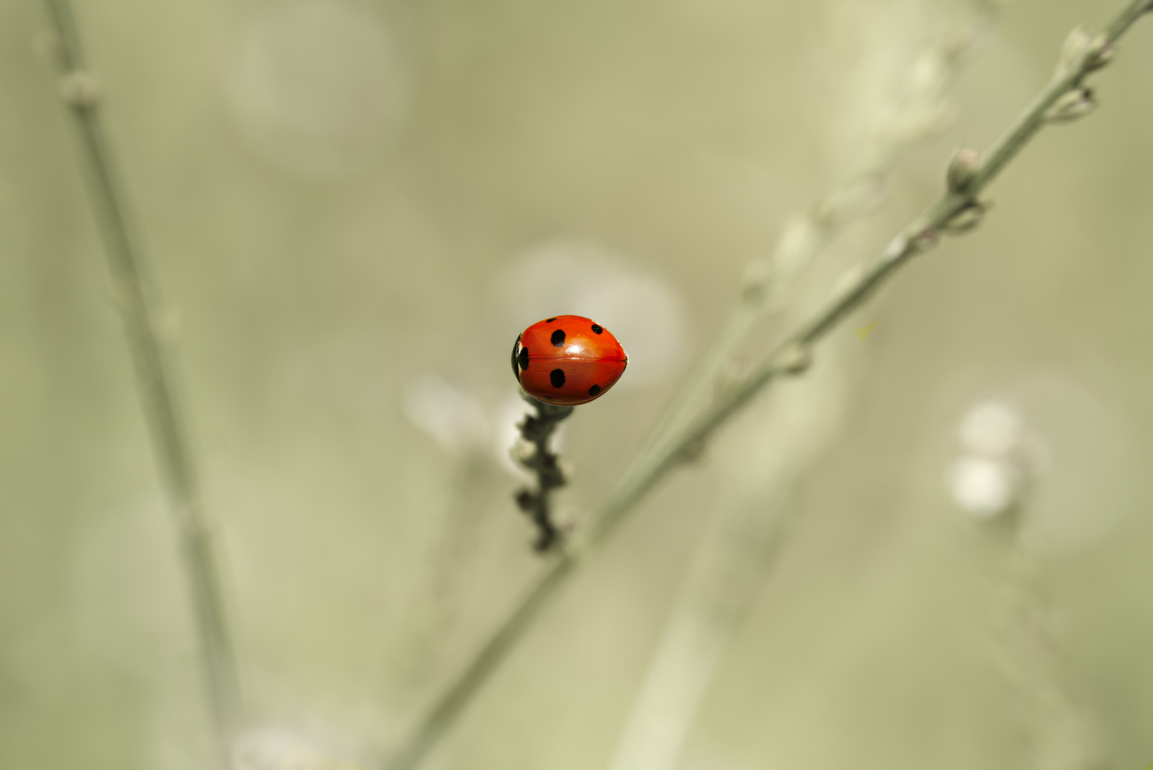 Roter Fleck im Gras