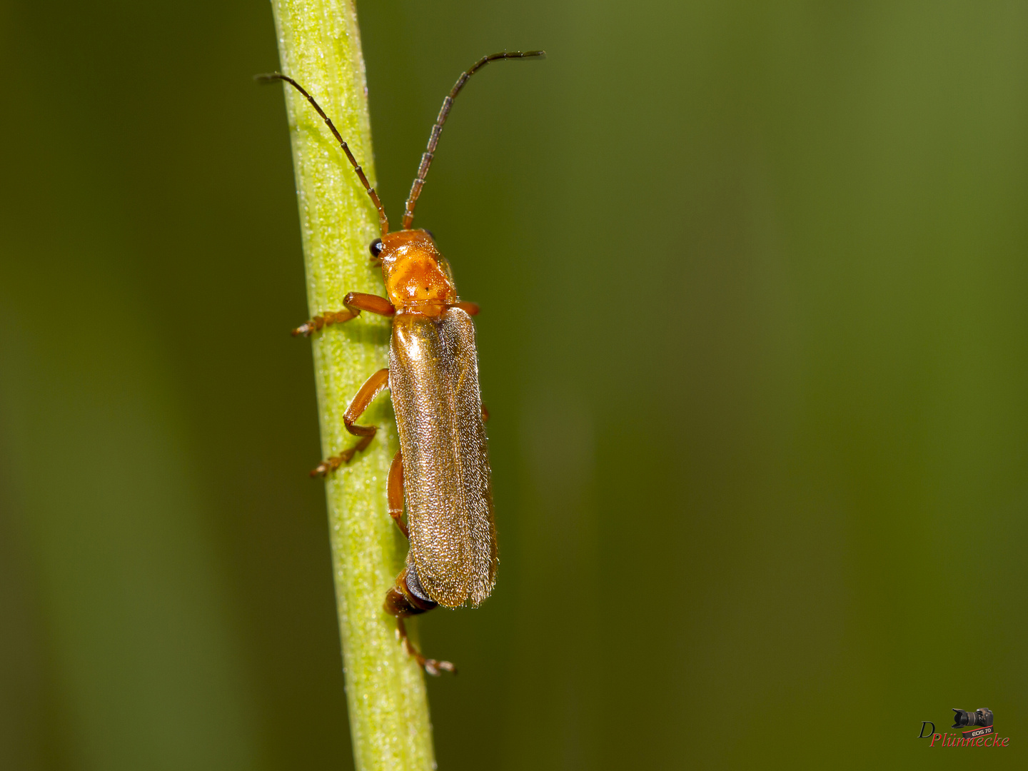 Roter Fliegenkäfer