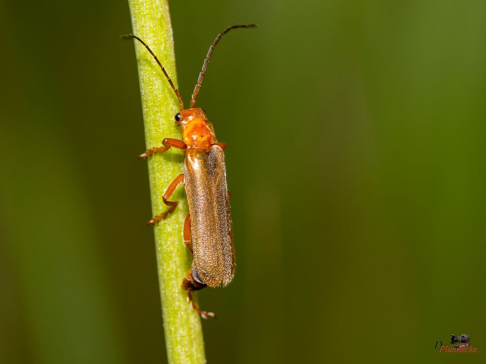 Roter Fliegenkäfer