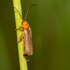 Roter Fliegenkäfer