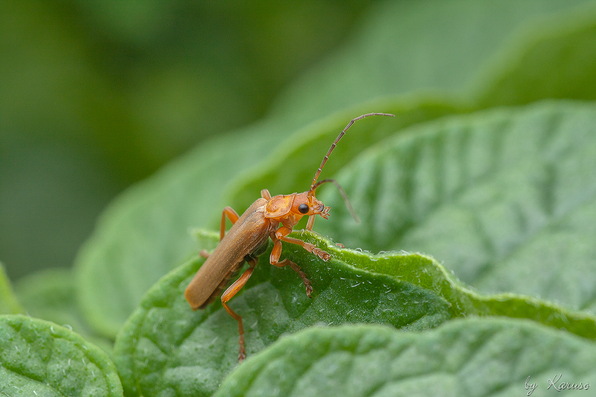 Roter Fliegenkäfer (Cantharis rufa) 