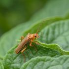 Roter Fliegenkäfer (Cantharis rufa) 