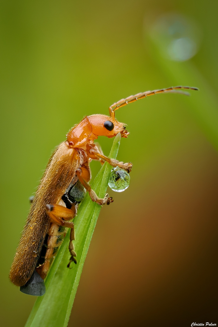 Roter Fliegenkäfer nach dem Regen