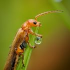 Roter Fliegenkäfer nach dem Regen