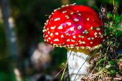 Roter Fliegenpilz