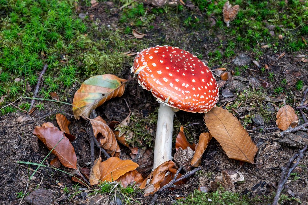 Roter Fliegenpilz