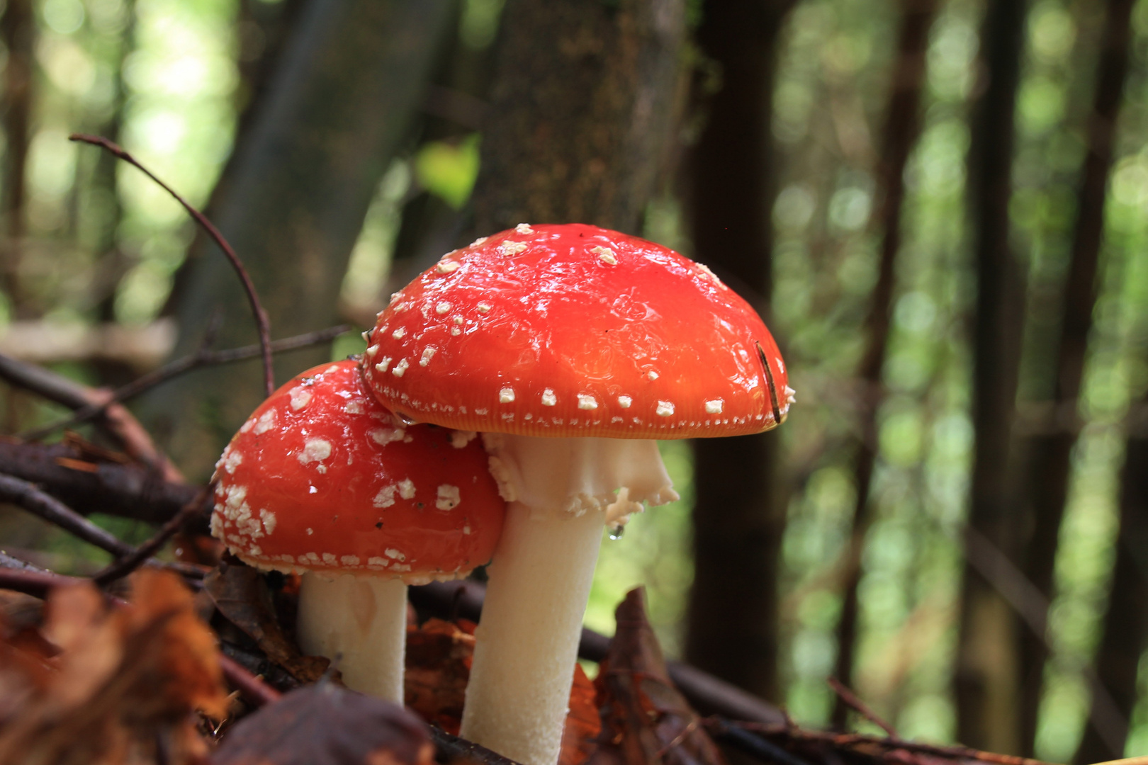 Roter Fliegenpilz 