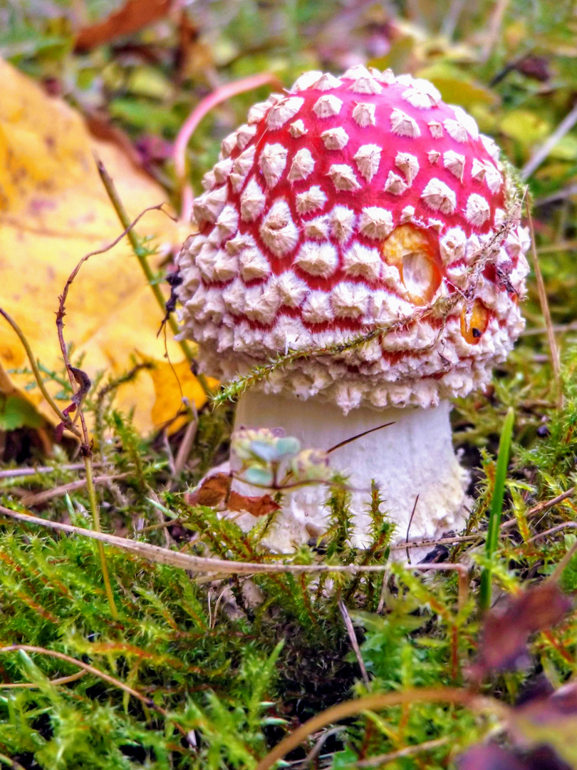 Roter Fliegenpilz  (Amanita muscaria)