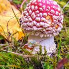 Roter Fliegenpilz  (Amanita muscaria)