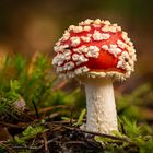 Roter Fliegenpilz - Amanita Muscaria