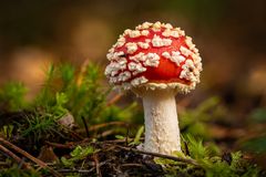 Roter Fliegenpilz - Amanita Muscaria