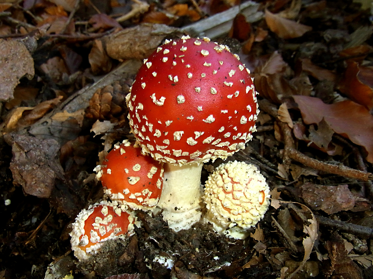 Roter Fliegenpilz (Amanita muscaria)