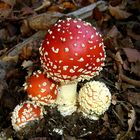 Roter Fliegenpilz (Amanita muscaria)