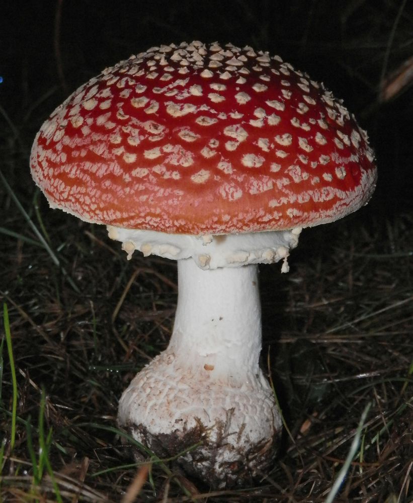 Roter Fliegenpilz (Amanita muscaria) - der Pilz öffnet sich