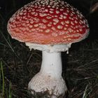 Roter Fliegenpilz (Amanita muscaria) - der Pilz öffnet sich