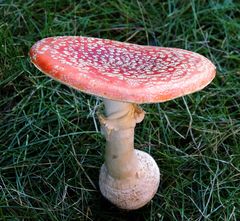 Roter Fliegenpilz (Amanita muscaria) - jetzt ist der Hut ganz geöffnet