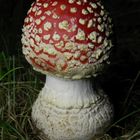 Roter Fliegenpilz (Amanita muscaria) - Noch ist der Pilz jung