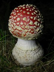 Roter Fliegenpilz (Amanita muscaria) - Noch ist der Pilz jung