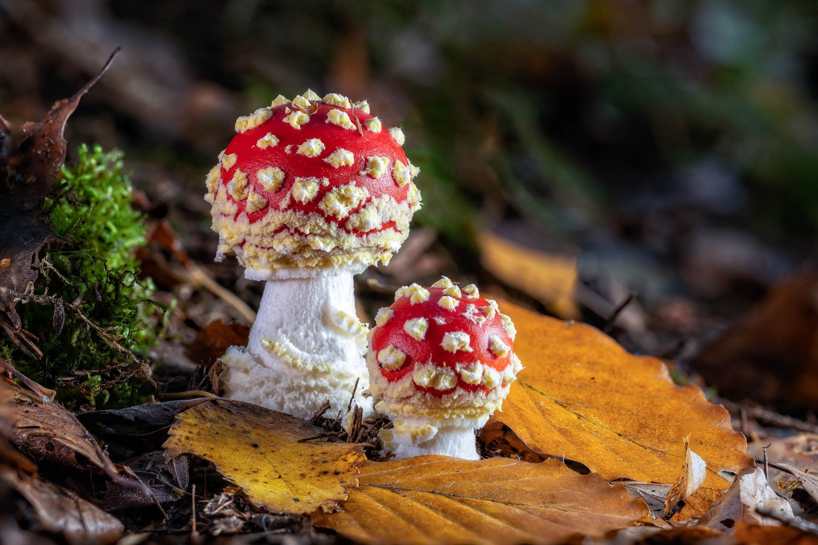 Roter Fliegenpilz