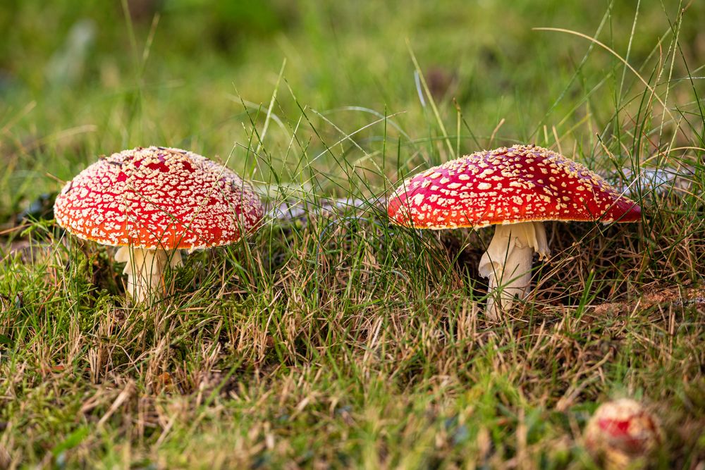 **Roter Fliegenpilz**