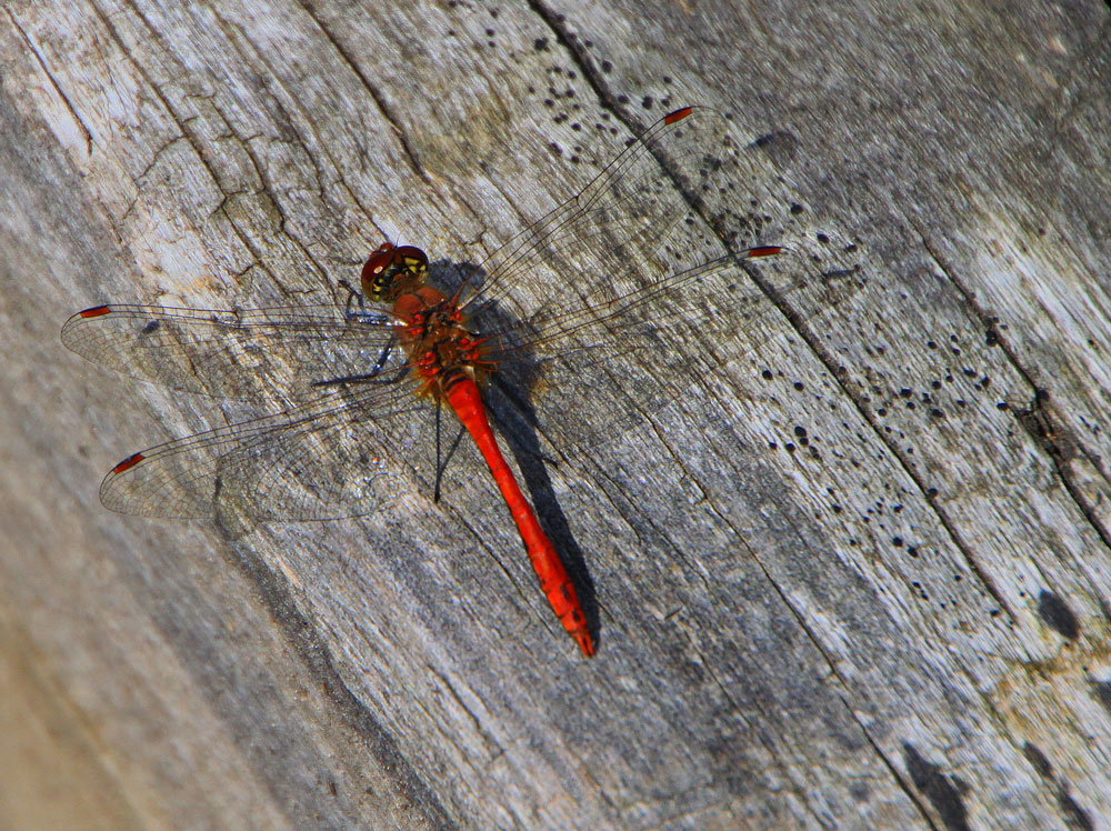 Roter Flieger