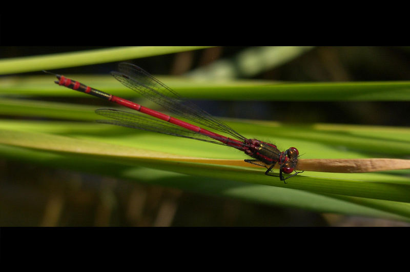 Roter Flieger