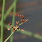 roter flieger ruht auf pflanzenspitze